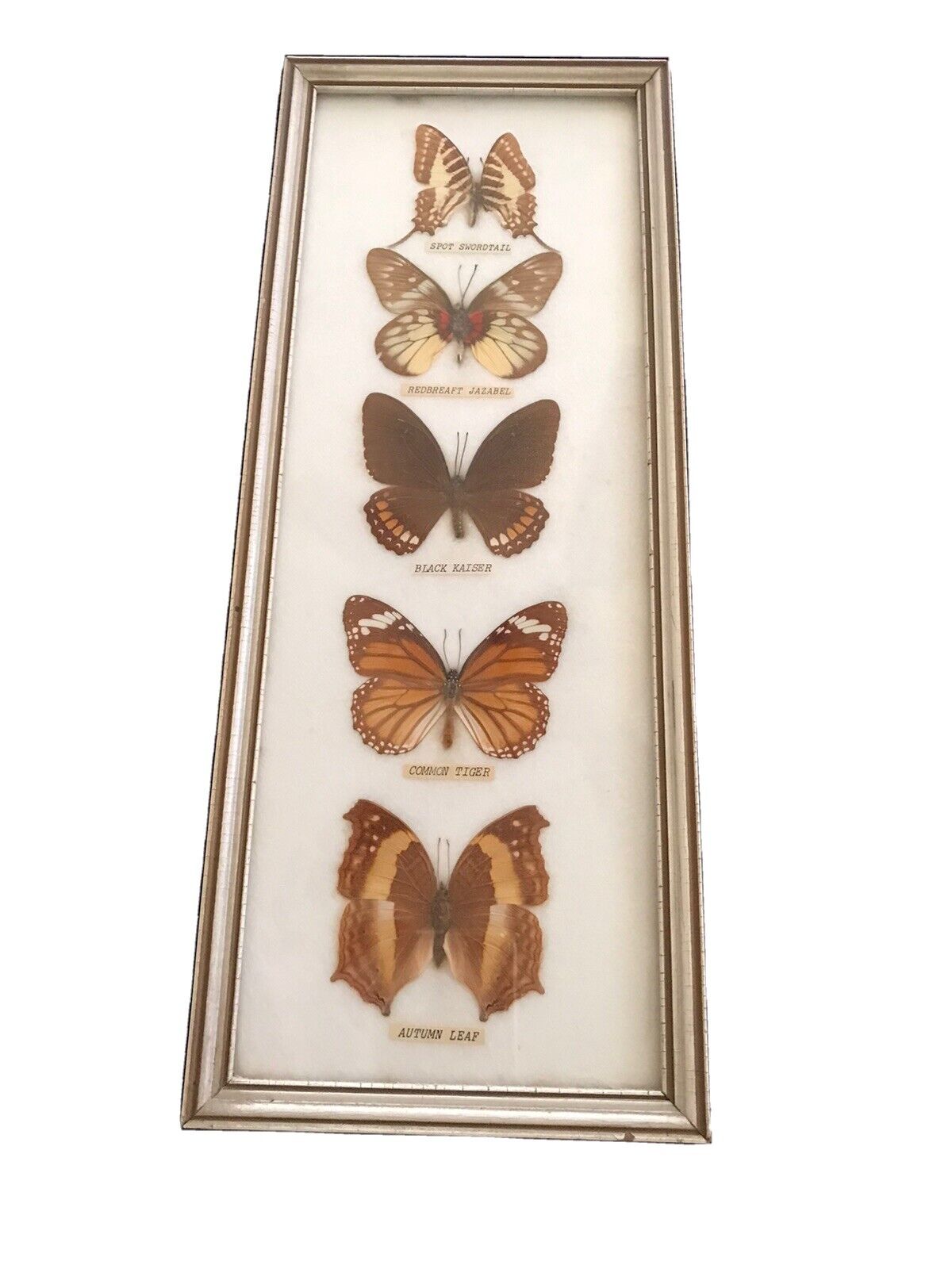 vintage real framed butterflies. each butterfly labeled as to type.nicely framed