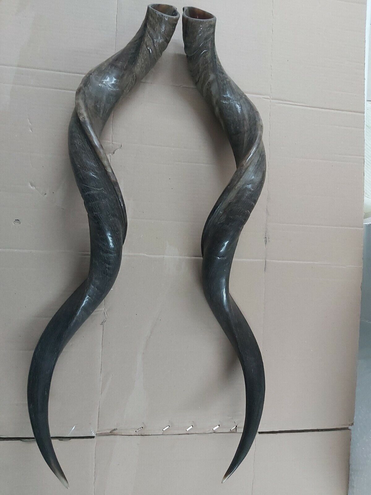 2 X piece Lot South African Kudu Horn Horns Between 40-41\