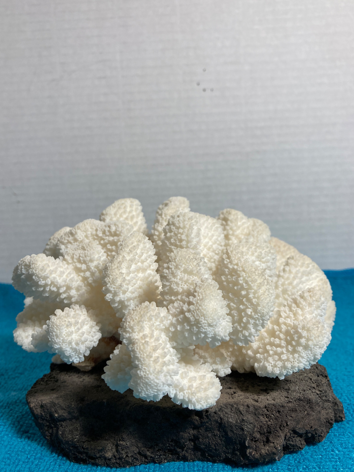 Hawaiian White Natural Sea Coral Cauliflower Shape
