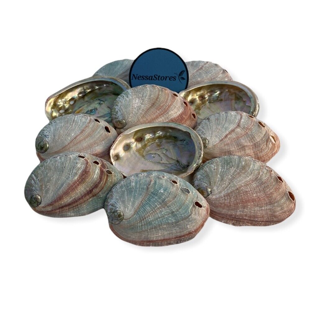 Red Abalone Sea Shell One Side Polished Beach Craft 2\