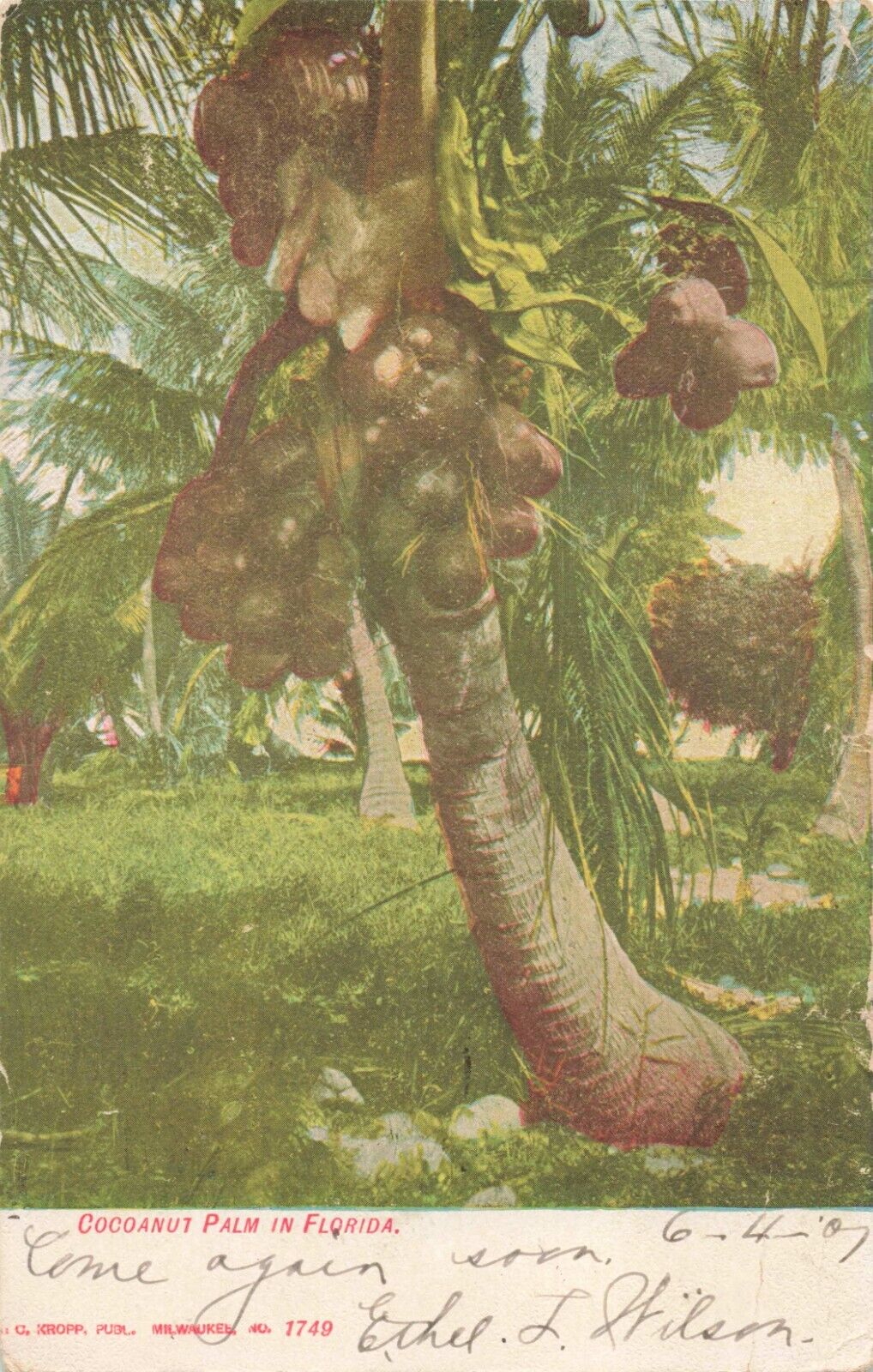 Titusville FL, Cocoanut Palm Tree in Florida, Coconuts, Vintage Postcard