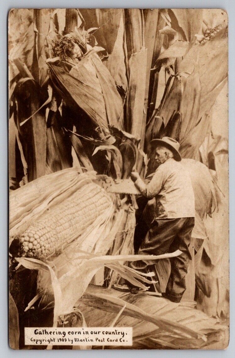 Exaggeration RPPC Postcard Martin Farmer And Corn Stalk With Large Ears of Corn