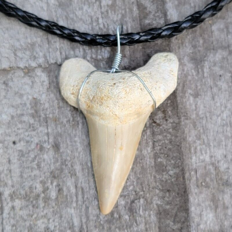 Black Braided white OTODUS Great LARGE Shark Tooth Necklace Fossil