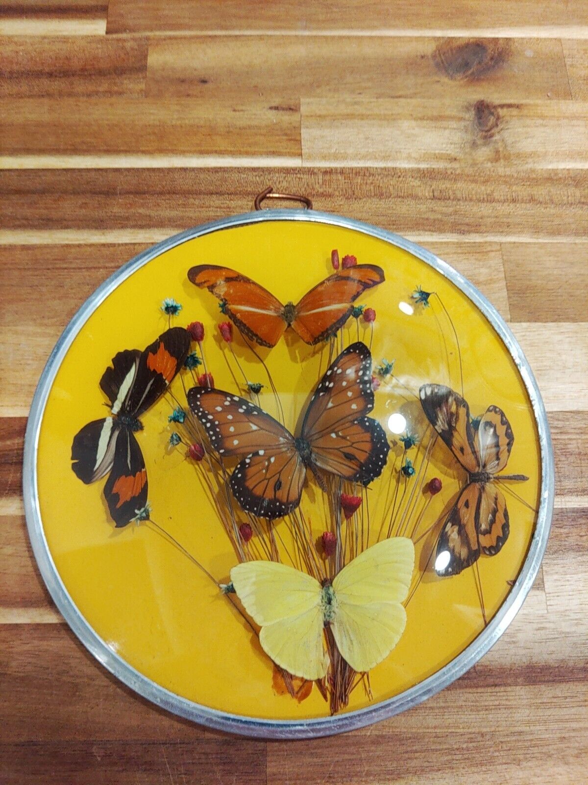 Vintage Convex Framed Butterfly Taxidermy