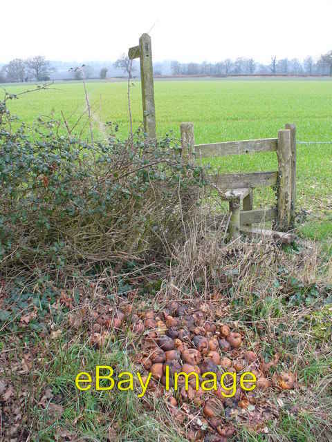 Photo 6x4 Rotten Apples? Kingsley\/SU7838 A pile of rotting fruit has bee c2007