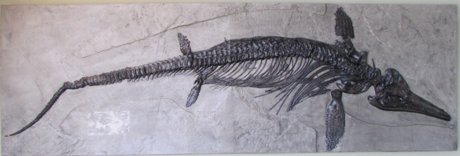 Ichthyosaur Dinosaur Fish Lizard Cast Fossil Replica Large 9\' x 3\' Wall Hanging
