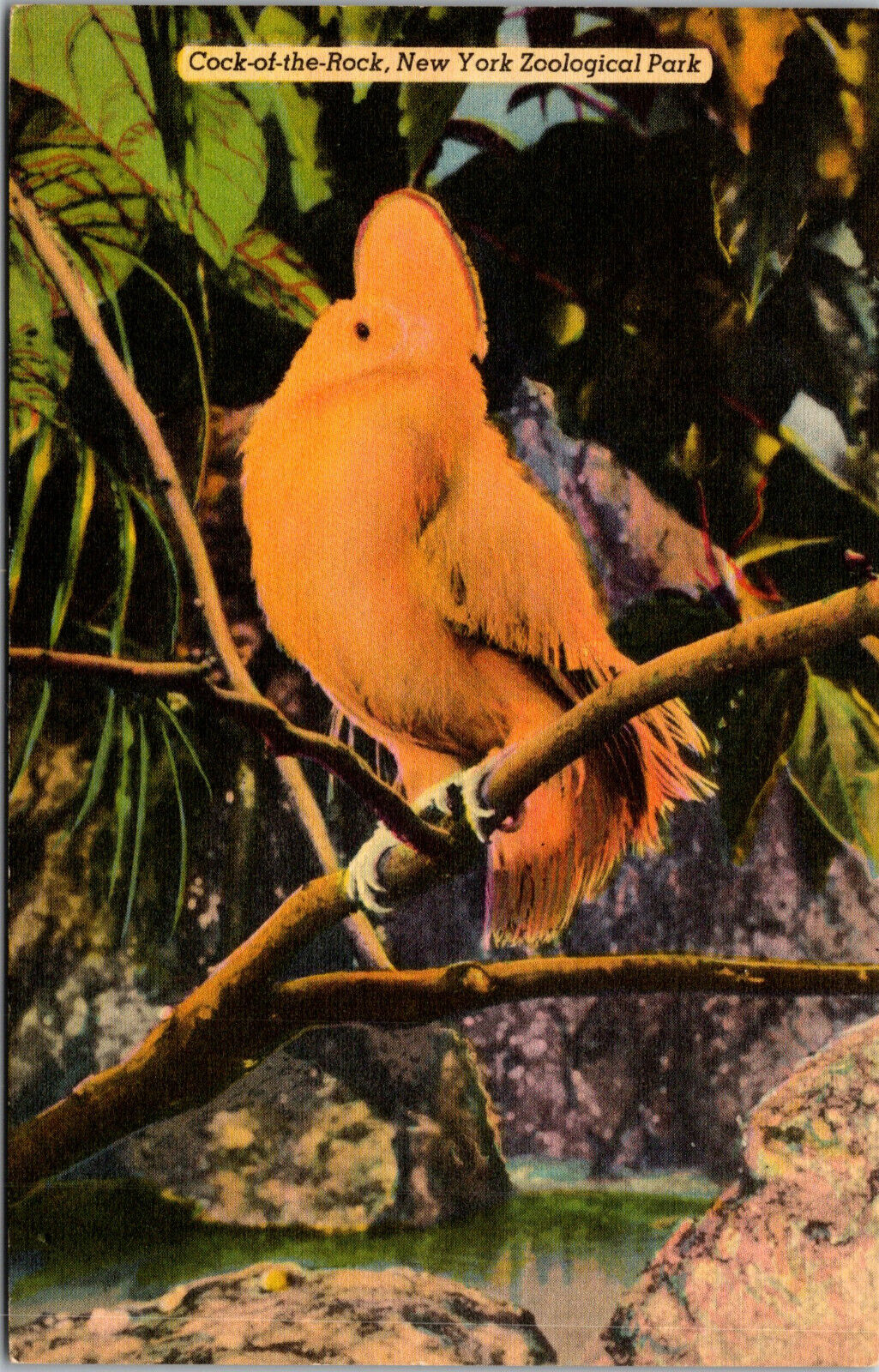 Vtg Cock Of The Rock New York Zoological Park New York City NY Linen Postcard
