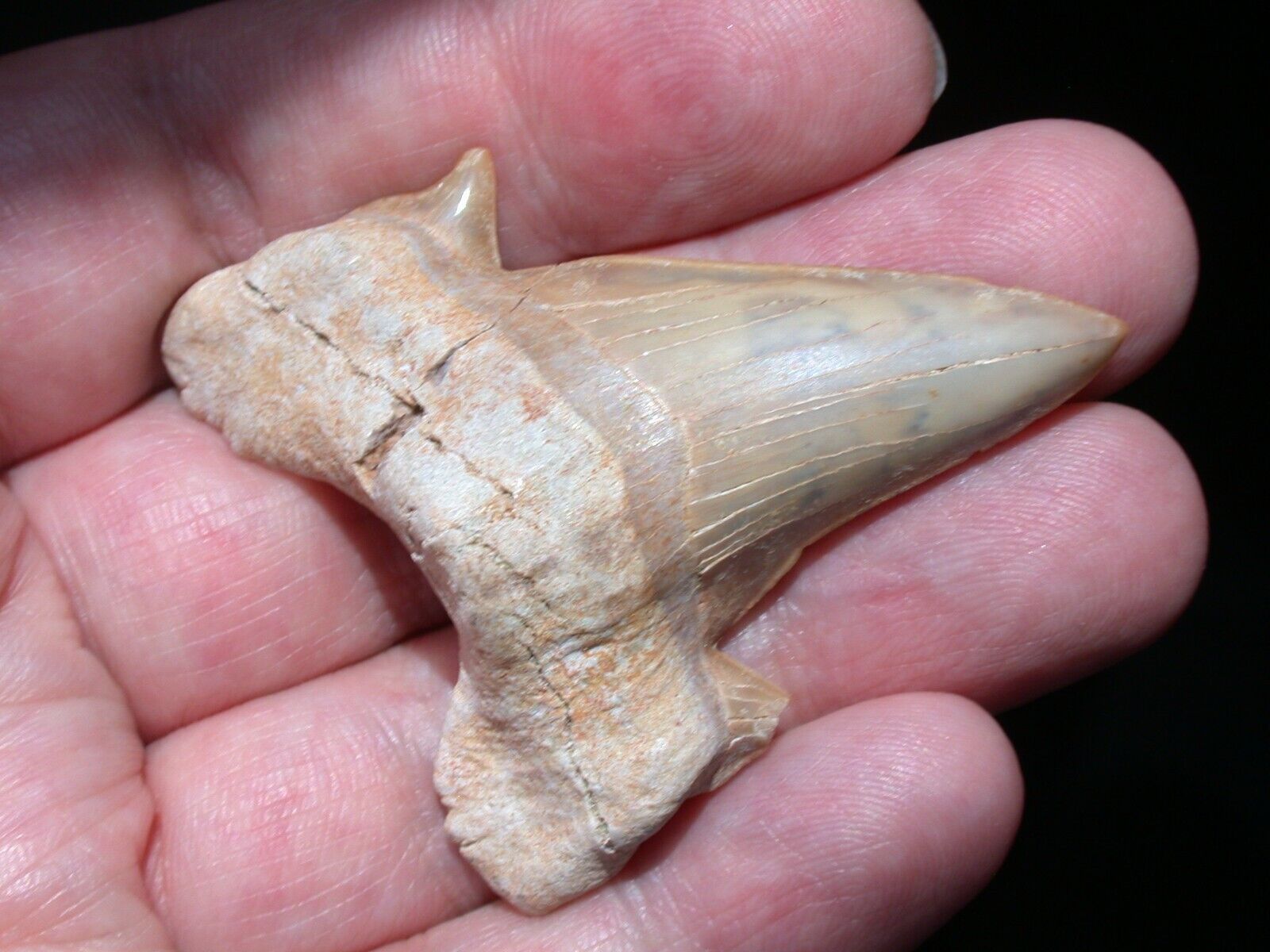 LARGE Otodus Fossil Shark Tooth 2 Inch Length Megalodon Ancestor No Restoration
