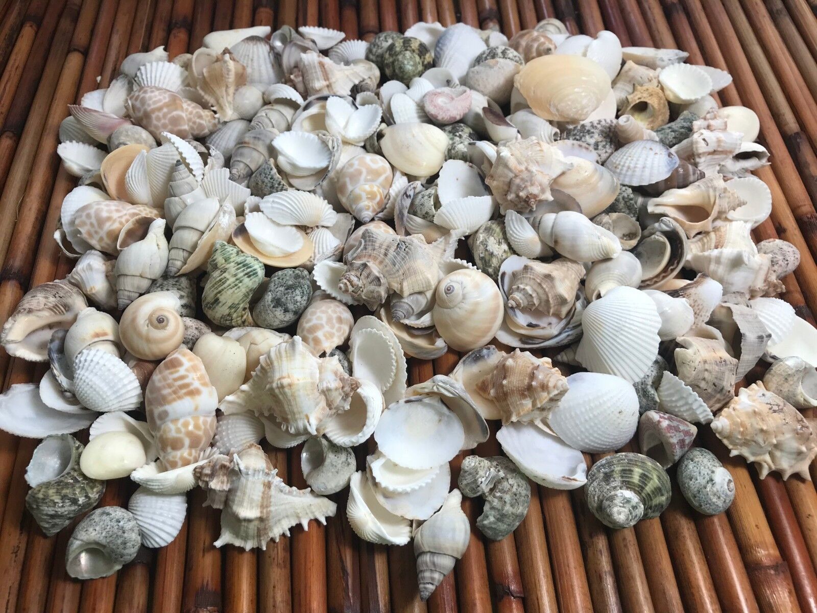 Medium Mixed Seashells, Assorted Craft Shells Mix 1-2