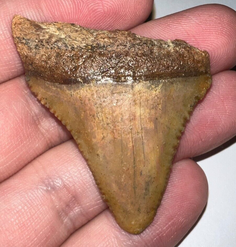 Large Fossil CHILEAN GREAT WHITE SHARK TOOTH 1.93 INCHES Megalodon Era