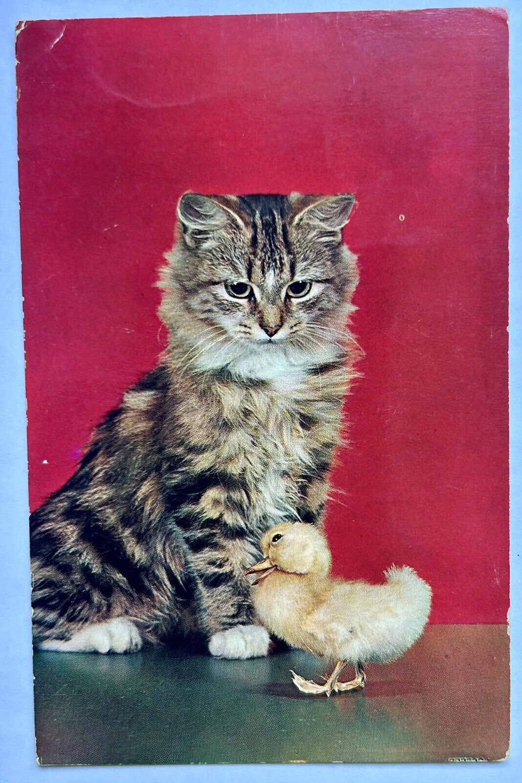 Kitten And Duckling. Vintage Cat Postcard 1959