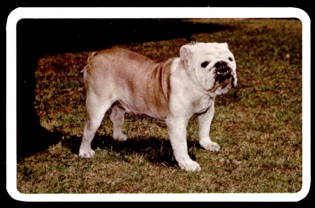 Golden Fleece (Swap Card) Dogs 1972 - British Bulldog No. 14