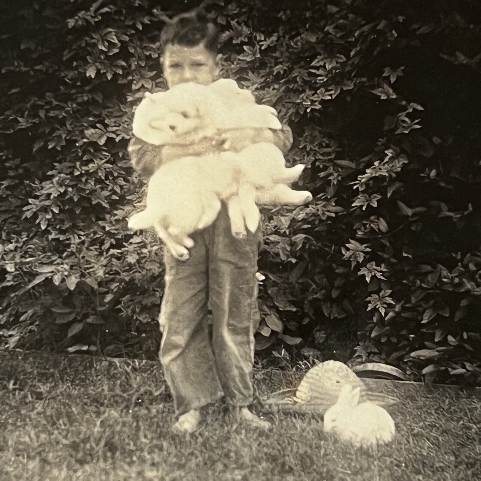 Vintage B&W Snapshot Photograph Adorable Boy Holding Bunny Rabbit San Antonio TX