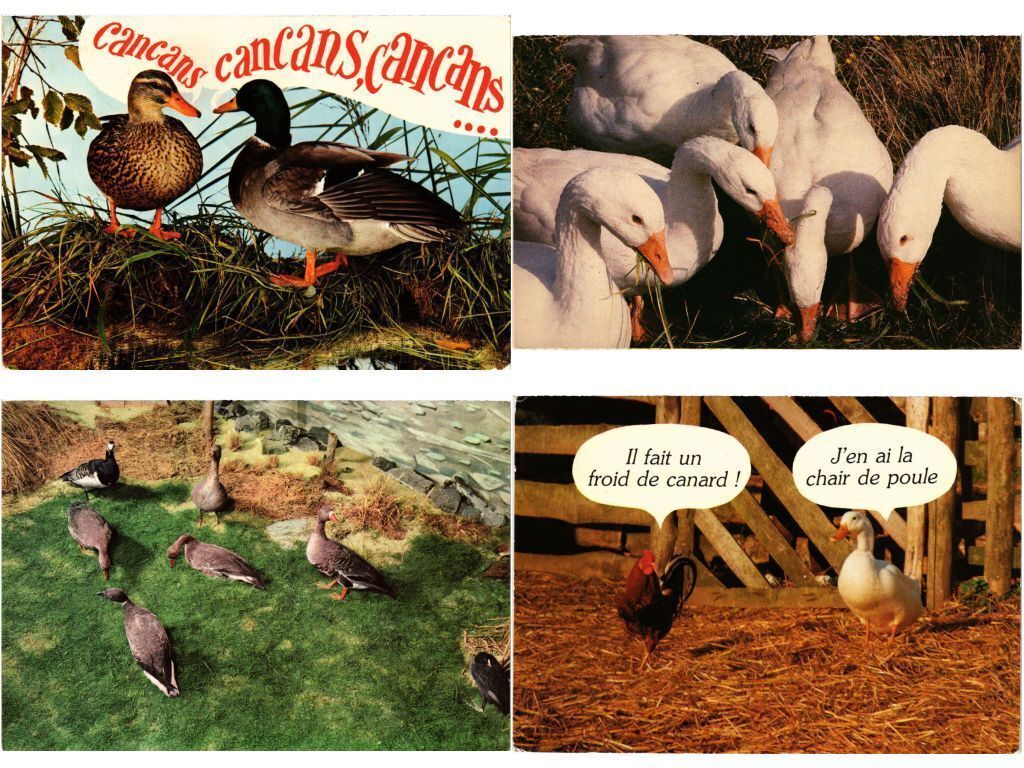 POULTRY, ANIMALS, 90 Modern Postcards with few Duplicates (L6022)