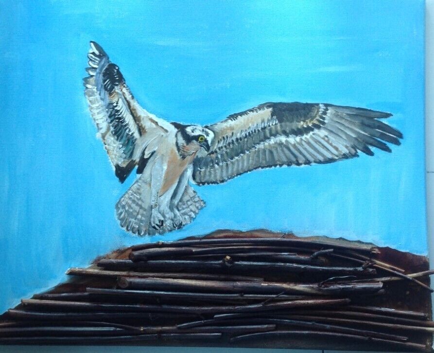Original acrylic painting of an Osprey