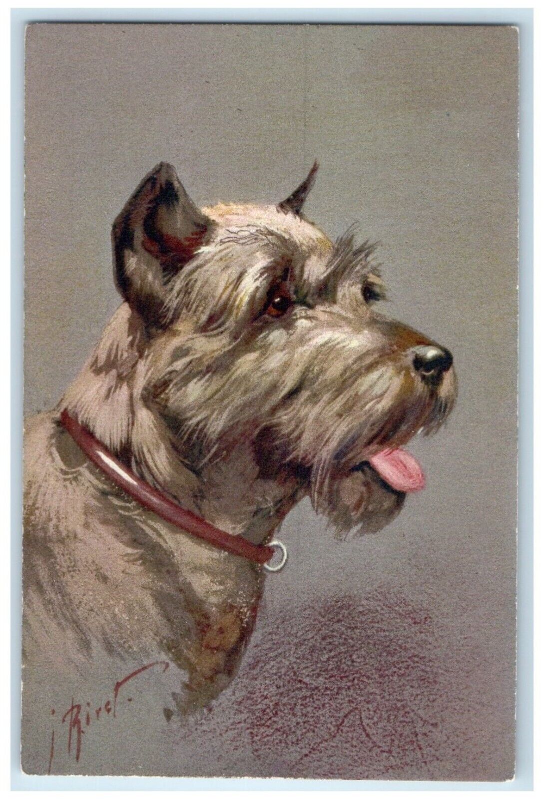c1930\'s Pinscher Schnauzer Dog Portrait J. Rivst Artist Signed Vintage Postcard