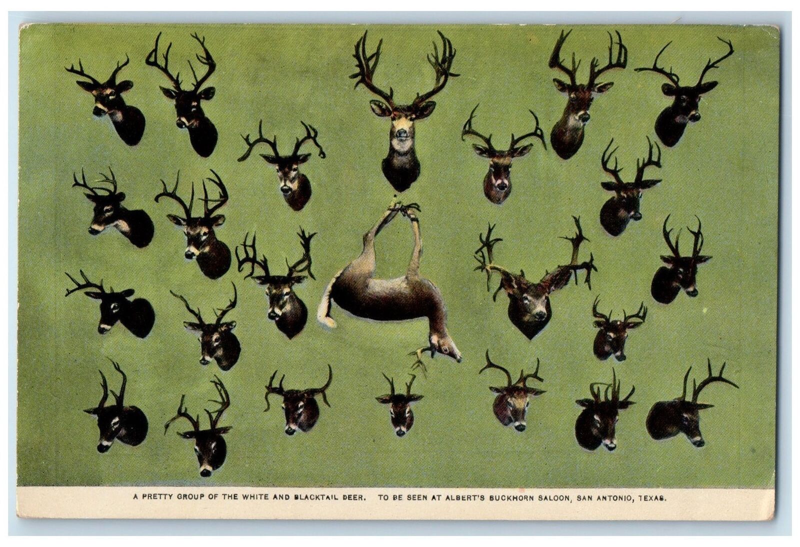c1920 White & Blacktail Deer Alberts Buckhorn Saloon San Antonio Texas Postcard