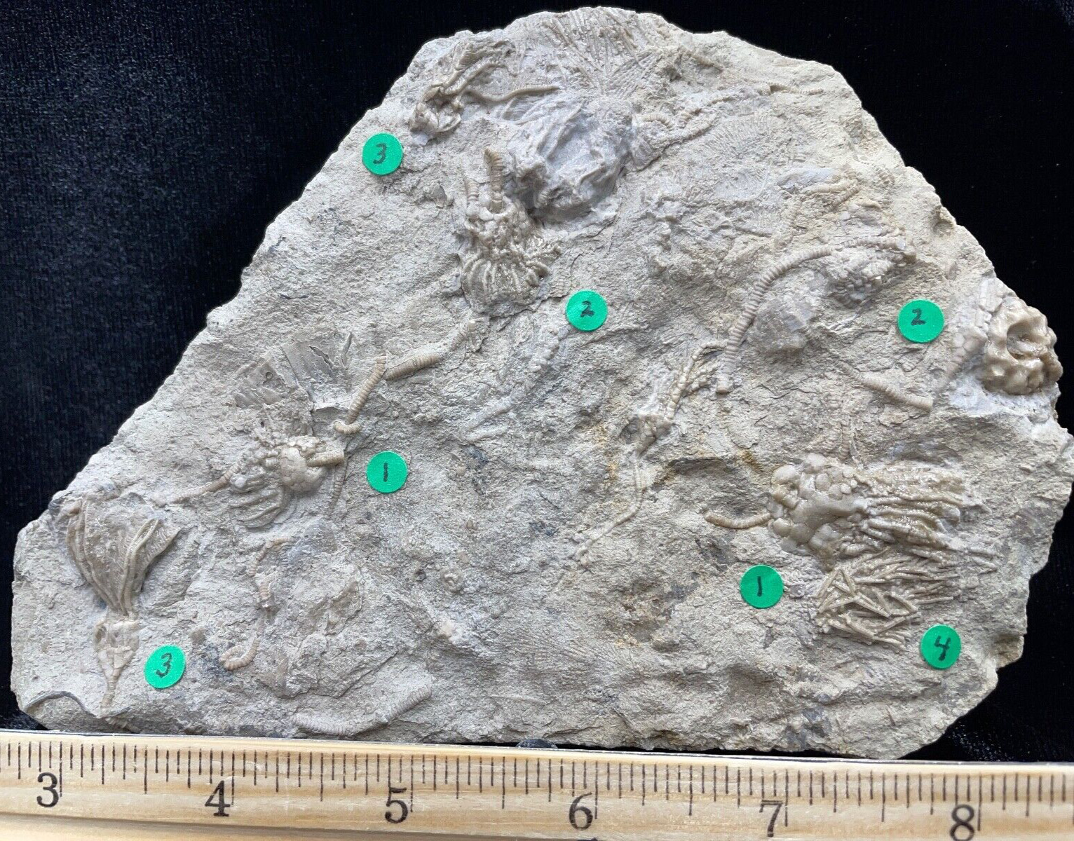 Four Swirling Fossil Crinoids in Plate, Gilmore City, IA