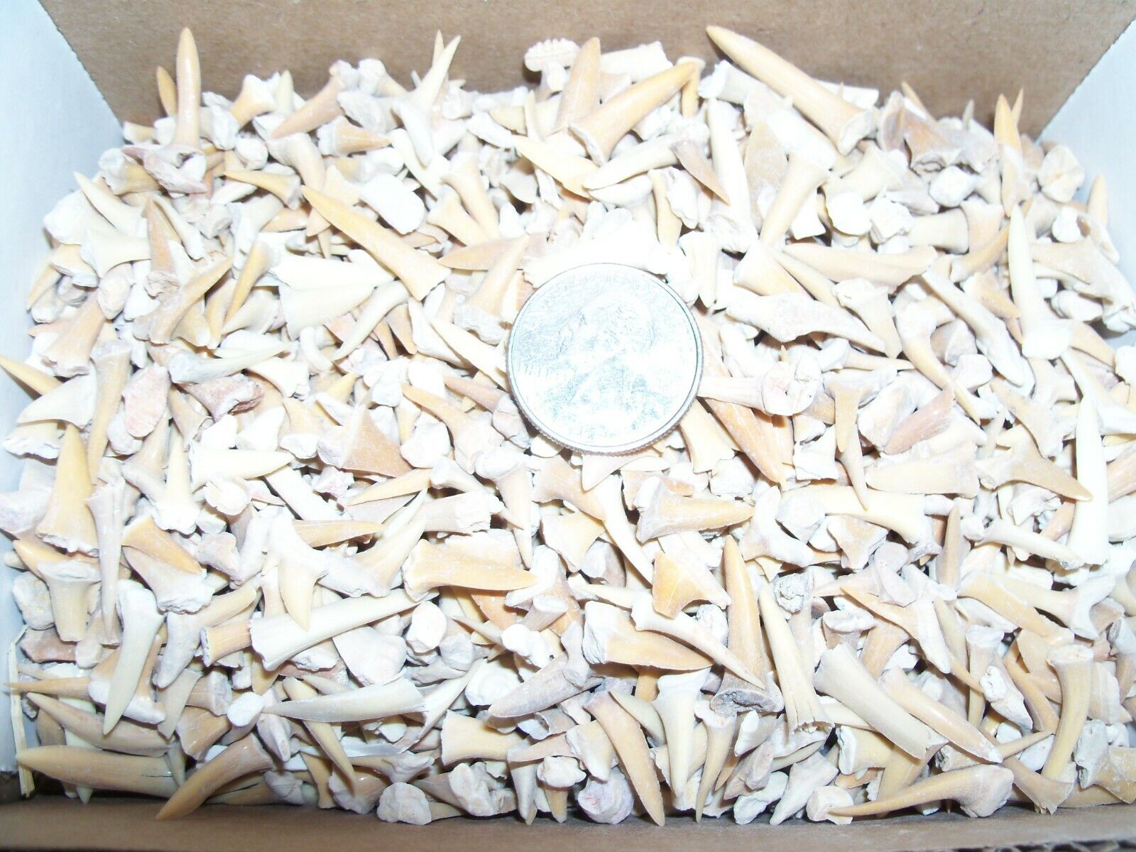 100 fossil Moroccan shark teeth per lot.