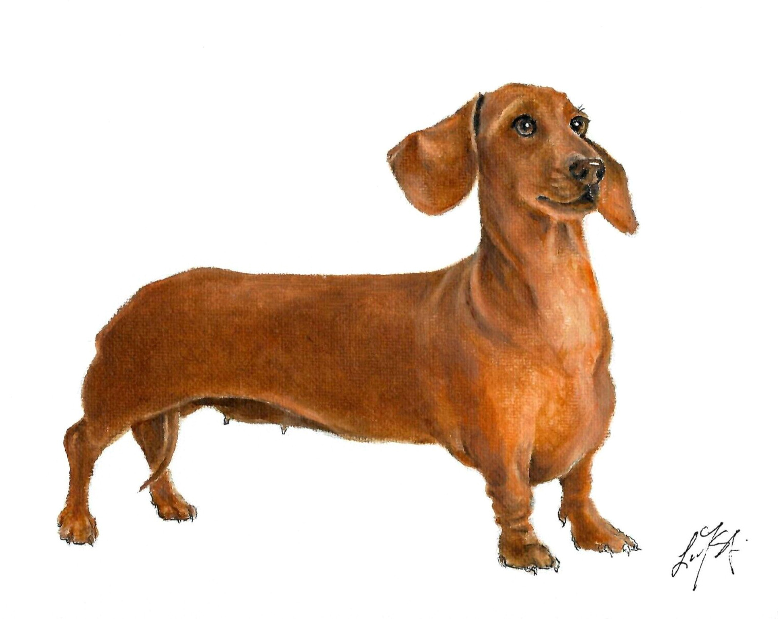 ✤ Original Oil Dog Portrait Painting DACHSHUND Artist Signed Artwork 8\