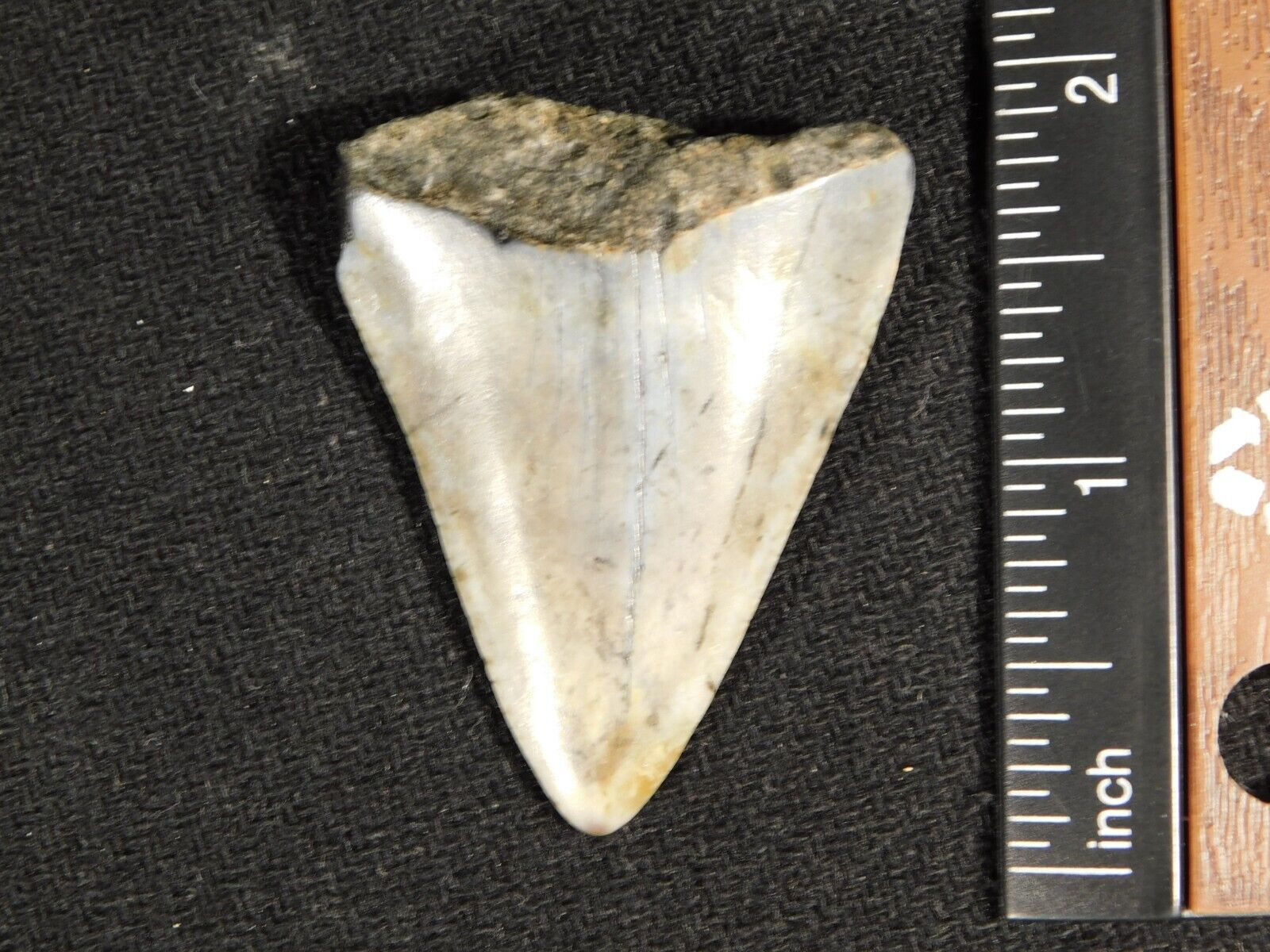 ANCESTRAL Great White SHARK Tooth Fossil 100% Natural 14.8gr