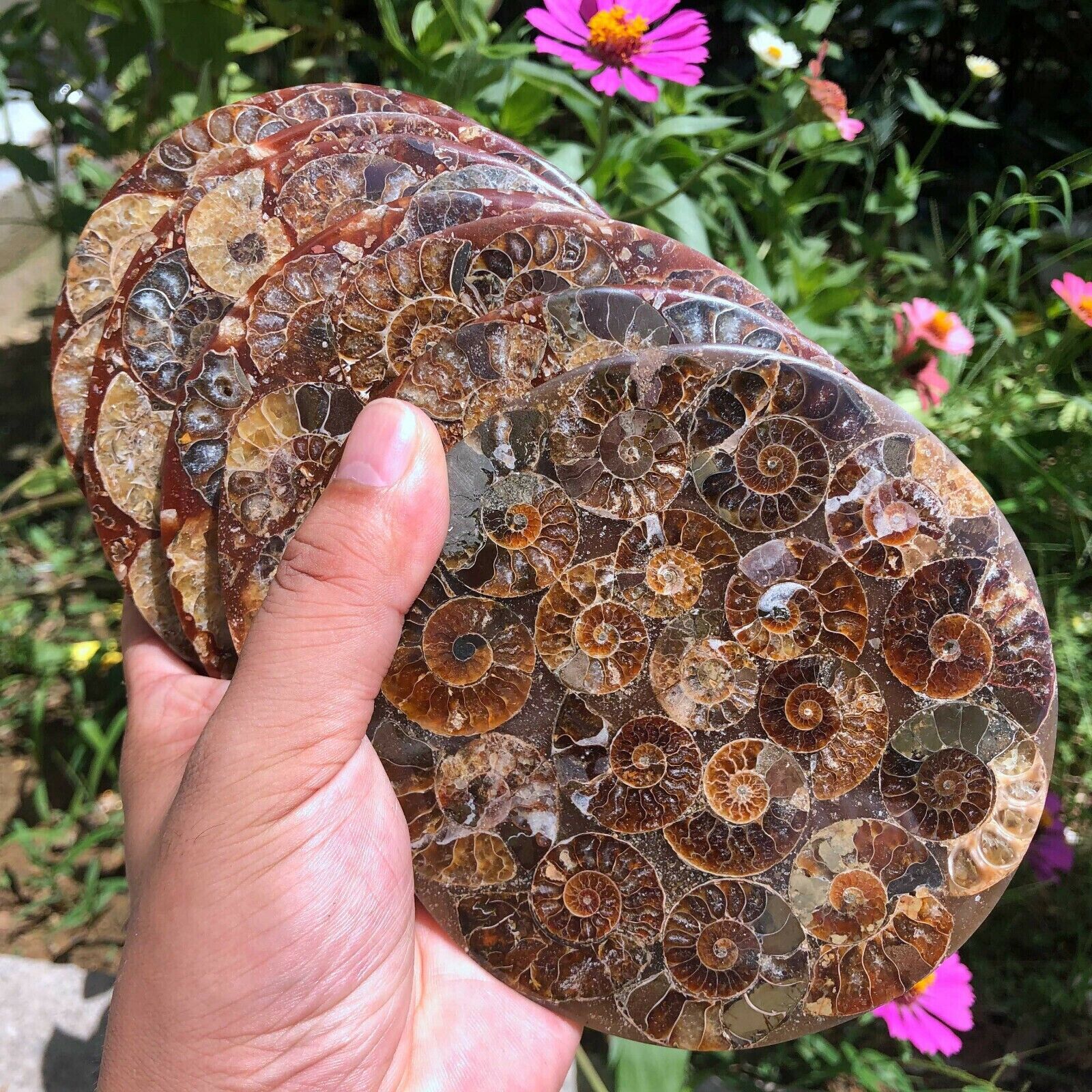 4.3\'\' Natural Ammonite Disc Fossil Conch Plate Specimens Healing Reiki 100G+