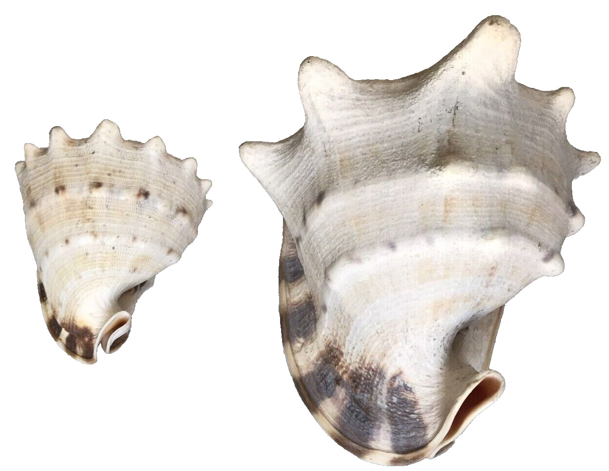 Conch Shells 6.5\