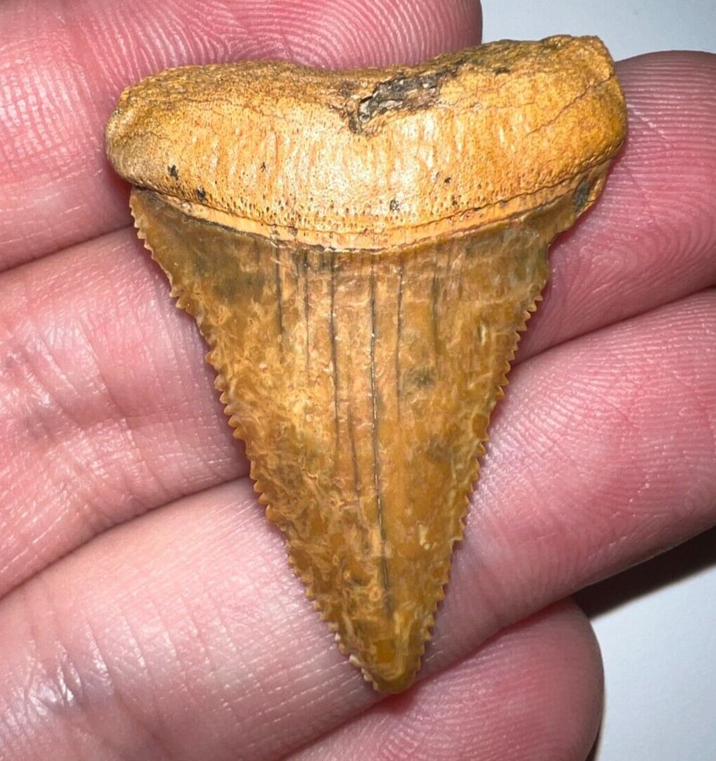 Large Fossil CHILEAN GREAT WHITE SHARK TOOTH 1.542 INCHES Megalodon Era