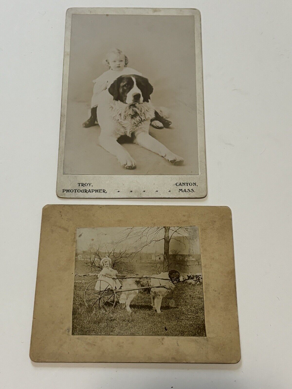 Antique Cabinet Card Photograph Child Outdoors With Big St Bernard Dog Pair