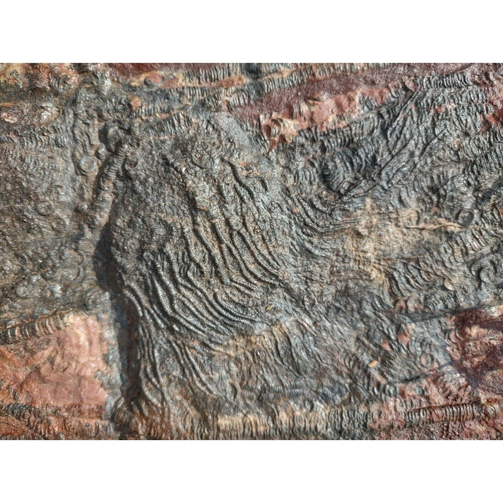 Mahoumacrinus CRINOID fossil