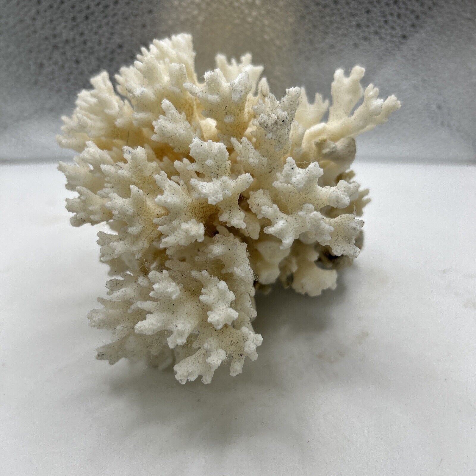 Natural White Sea Coral Cluster 5x5” Brown Stem Ocean Specimen