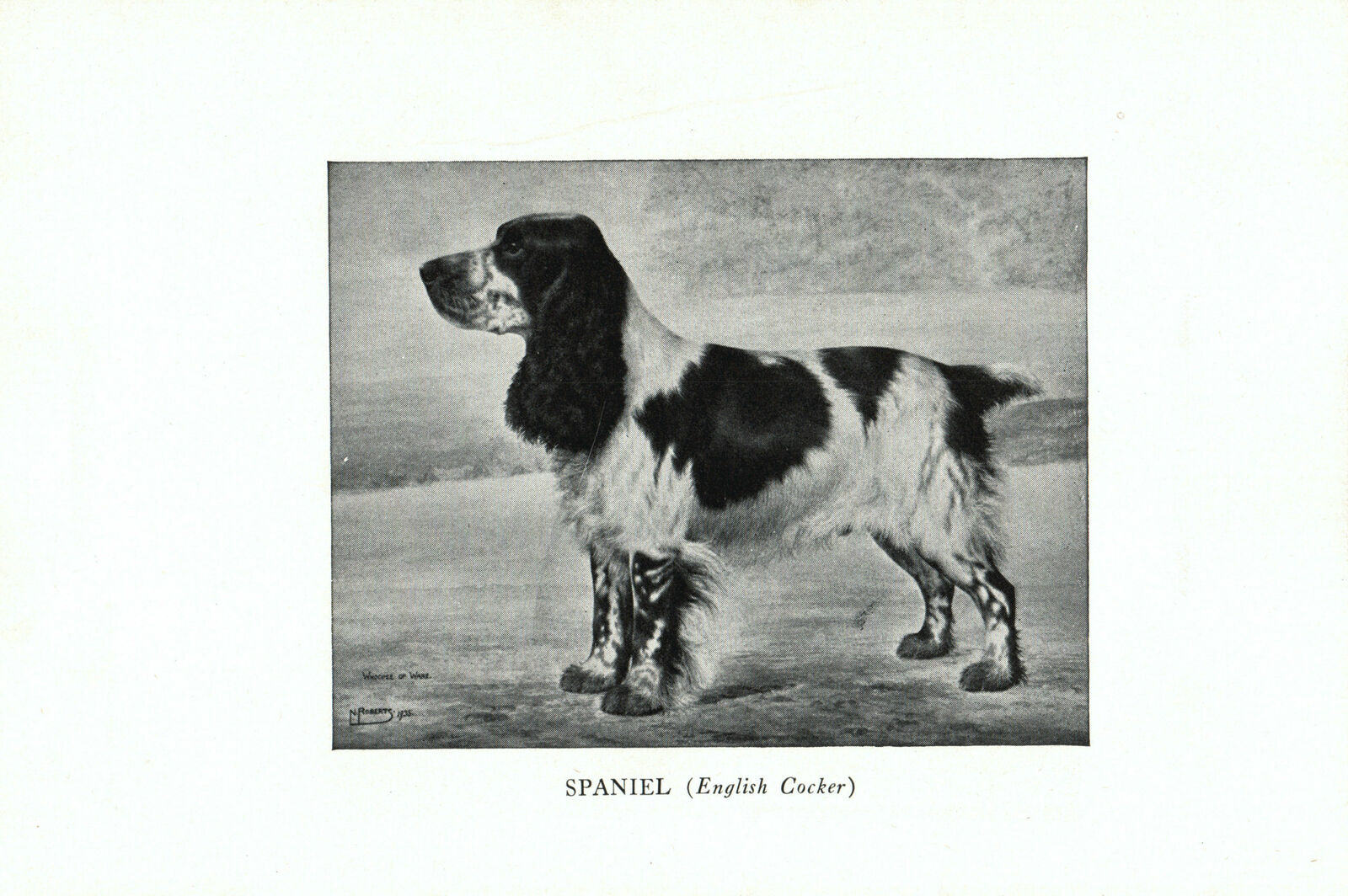 1947 Complete Dog - Spaniel on one side and Cocker Spaniel on one side