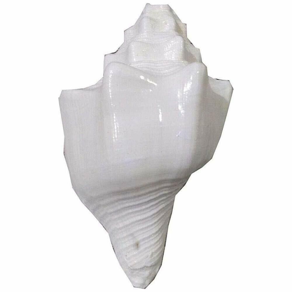 Lord Krishna\'s Pooja Shankh Shell White Conch Shell Bajnewala Shankh 6 Inches