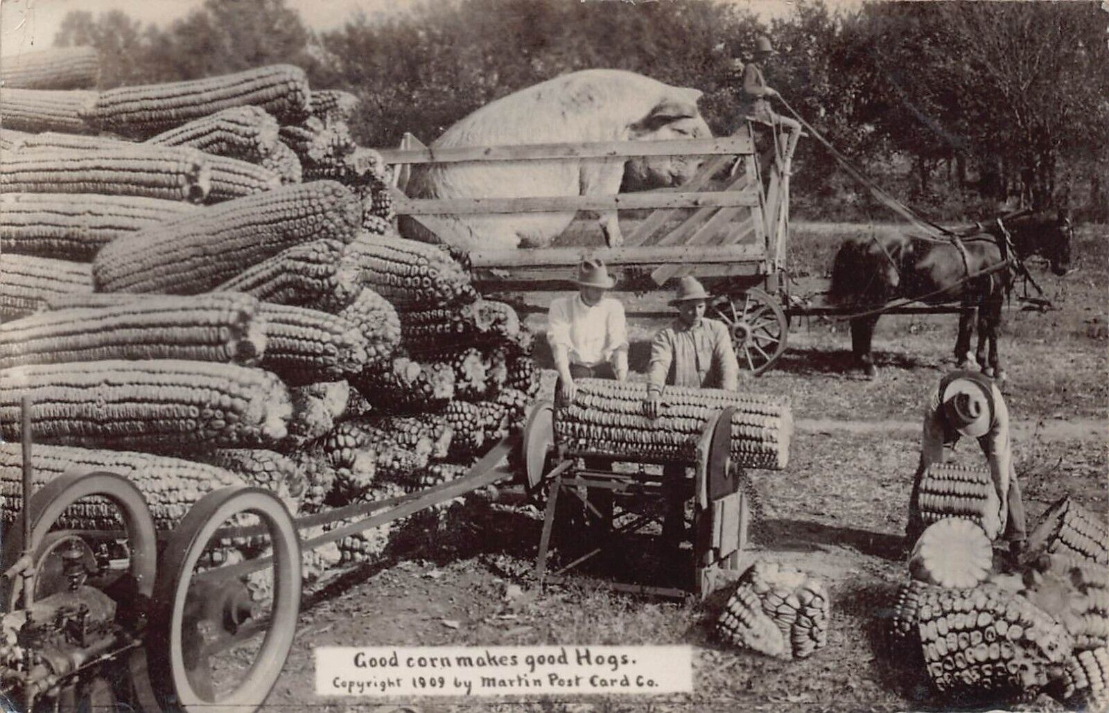 RPPC Exaggeration Pig Corn 1909 Martin Lumber Farm Photo Surreal Vtg Postcard Q8