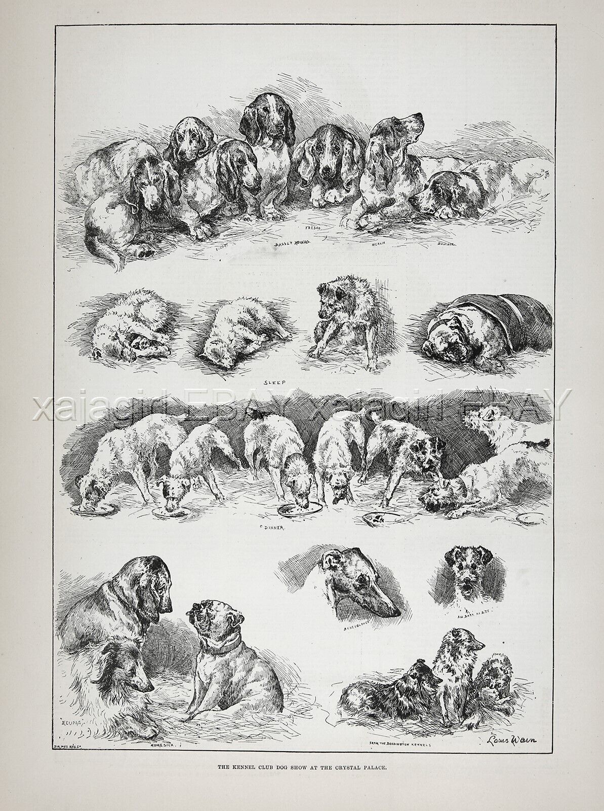 Dog Kennel Club Show Basset Hounds (Named) Artist Louis Wain 1880s Antique Print