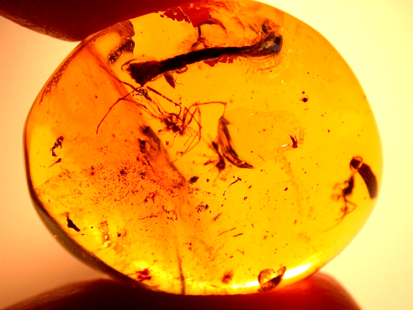 Spider with Long Legs Twig Leaf Insects in Dominican Amber Fossil Lots to See