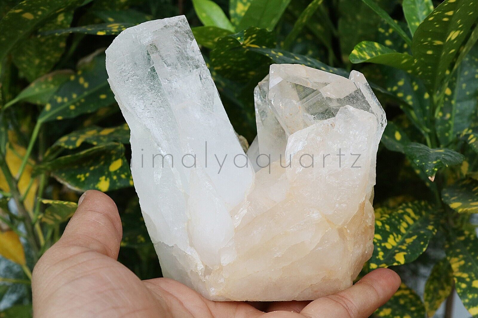 988 gm Pointed Natural Himalayan White Samadhi Quartz Crystal Cluster Specimens