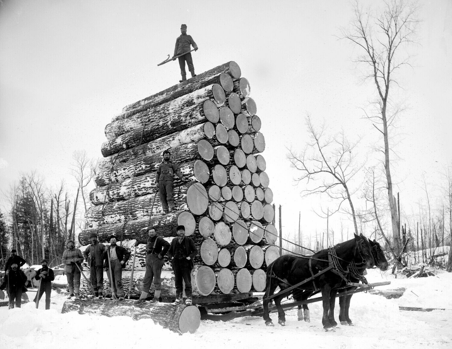 Late 1800's Logging a Huge Load of Logs Vintage Photograph 8.5