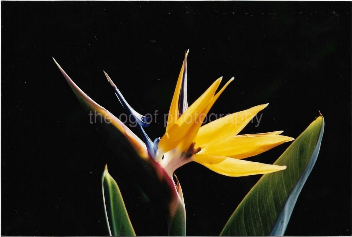 Bird Of Paradise FOUND PHOTOGRAPH Color FLORAL ABSTRACT Flower 08 15 A