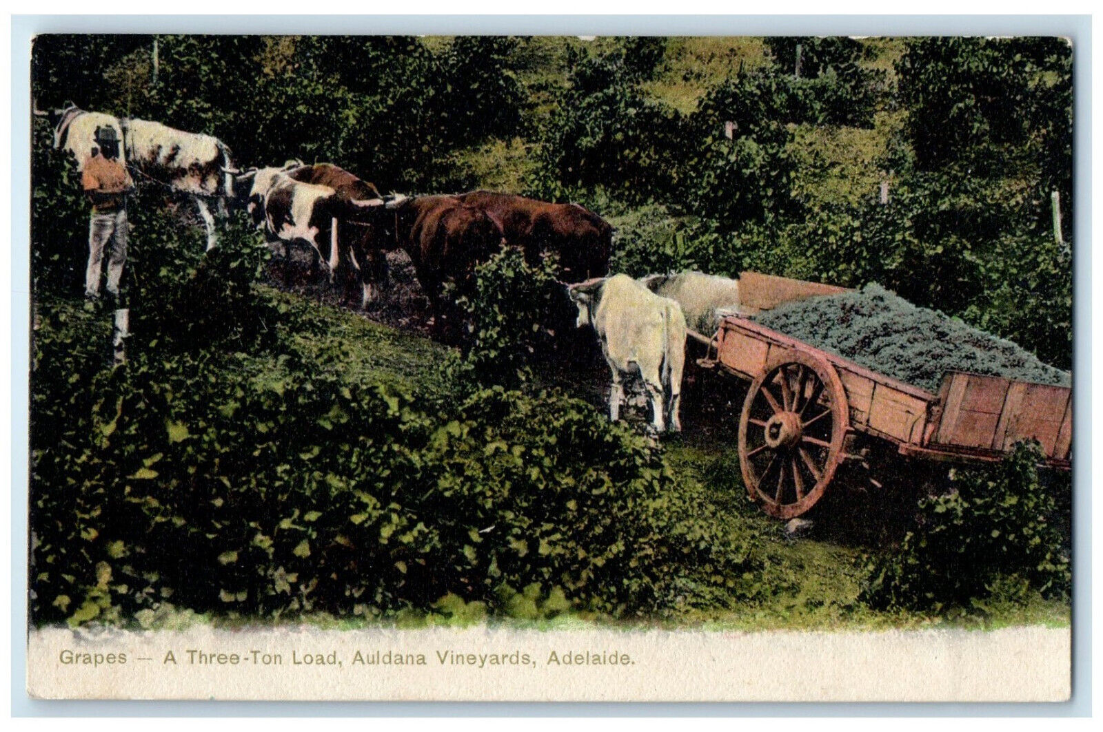 1905 Grapes A Three Ton Load Auldana Vineyards Adelaide South Australia Postcard