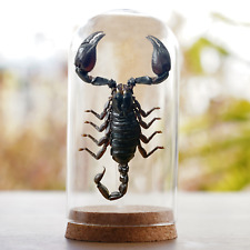 Vintage Scorpion In Glass Dome Gothic Decor Home Real Insect Collection Decor picture