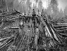 1925 Loggers Sitting on Cedar Stump WA Old Vintage Photo 8.5