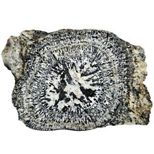 RARE Orbicular Granite Half, 2.7 Billion Years Old, Western Australia, 1373g picture