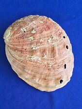 Vintage Large Red Abalone Haliotis Rufescens Sea Shell Seashell 8.5