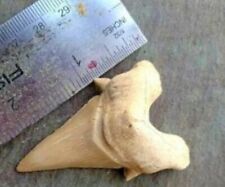 2 INCH OTODUS TOOTH REAL SHARK SEA FOSSIL TEETH MEGALODON ANCESTOR EXTINCT LARGE picture