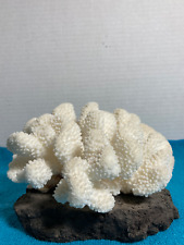 Hawaiian White Natural Sea Coral Cauliflower Shape picture