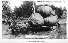 RPPC Postcard Exaggeration Large Pumpkins Are Grown at Cayuga Ontario Canada 16 picture