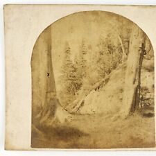 Niagara Falls Goat Island Stereoview c1865 Clifton House Forest Hotel Tree A2256 picture