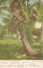 Titusville FL, Cocoanut Palm Tree in Florida, Coconuts, Vintage Postcard picture
