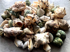 1 Kilo Medium Mixed Seashells, Assorted Premium Shells 1